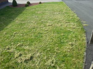 How often should I scarify?