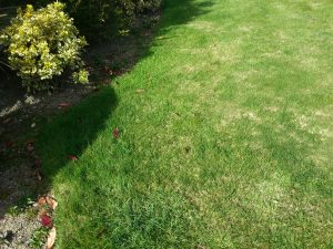 How often should I scarify?