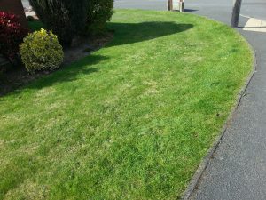 How often should I scarify?