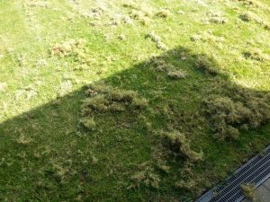 How often should I scarify?