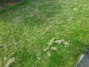 How often should I scarify?