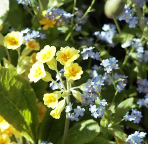 Priory Gardens Swanwick